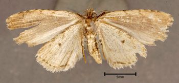 Media type: image;   Entomology 622374 Aspect: habitus ventral view
